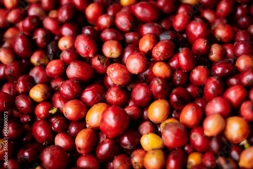 Coffee Cherry beans.
