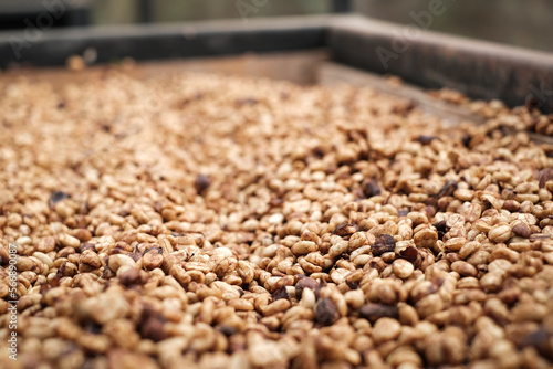 Принти на полотні Coffee Processing ,Natural Dry Process ,Pulped-natural, Semi-dry Process ,Honey Process, Cherry coffee beans, yellow coffee ripeness dry