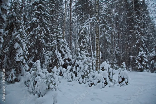 Winter northern forest after snowfall.