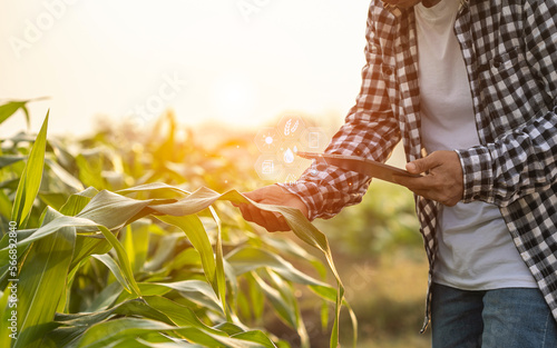 Farmer using digital tablet in corn crop cultivated field with smart farming interface icons and light flare sunset effect Fototapet