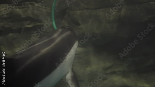 This video shows a dolphin plays with a cord underwater. photo