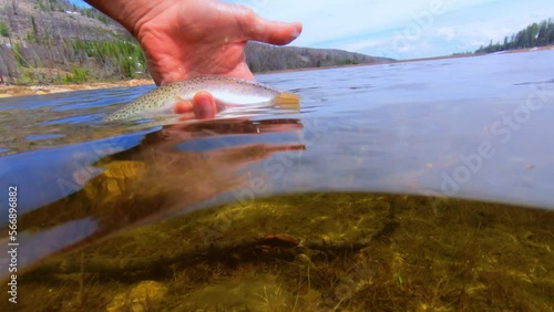 Fly fishing a mountain lake.  Catch and release of a cutthroat trout, shot from under water.  Clear water!