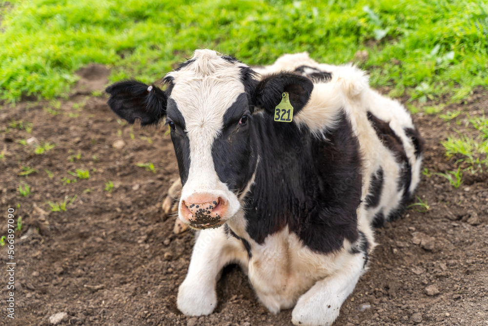 Cow resting in the pasture. 