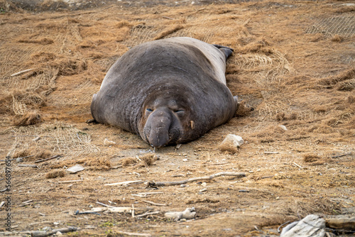 Male Elephant seal sleeping on the beach, Drakes Beach, California