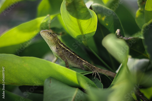 a Baby Lizard Hiding among the Leaves