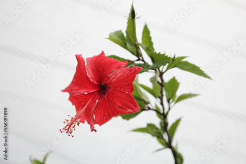 Selective Focus of Bunga Sepatu Merah or Hibiscus Flower on White Background