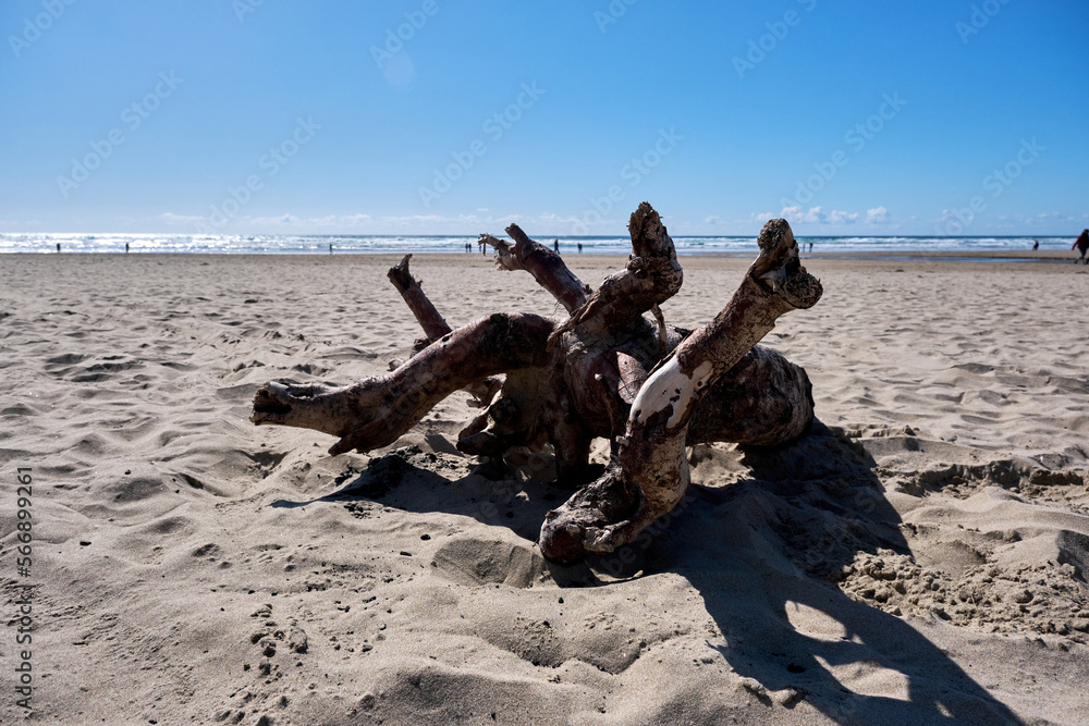 driftwood on beach