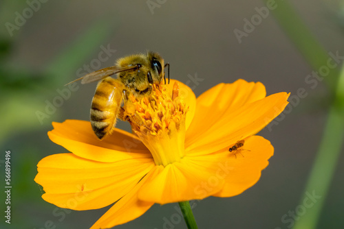 Image of bee or honeybee on yellow flower collects nectar. Golden honeybee on flower pollen. Insect. Animal