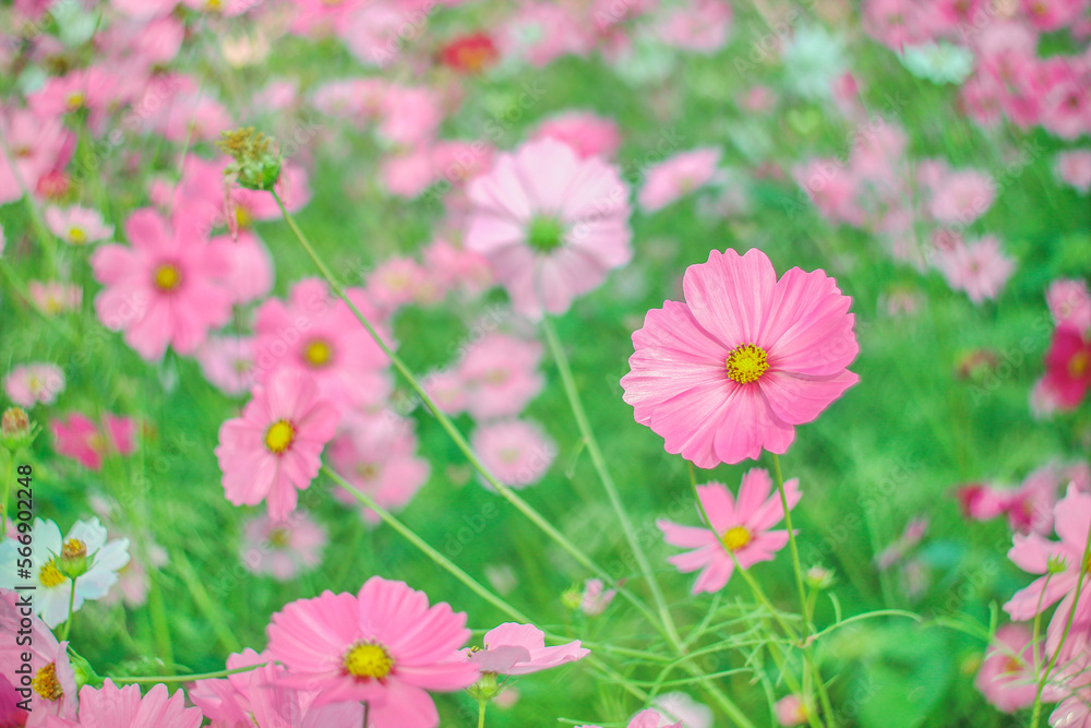 beautiful pink cosmos flower on blur background. beautiful pink cosmos flower on blur background.