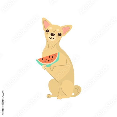 Funny comic chihuahua dog with watermelon vector illustration. Portrait of cute puppy cartoon character with food isolated on white background. Summer, vacation, pets concept