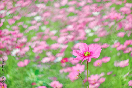 beautiful pink cosmos flower on blur background.