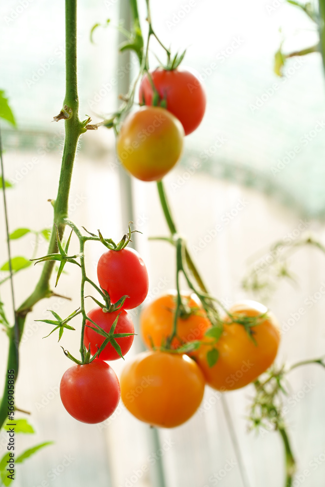 Greenhouse economy. Organic farming. Beautiful tomato plant on a branch in a green house in the foreground, shallow field department, copy space, organic tomatoes