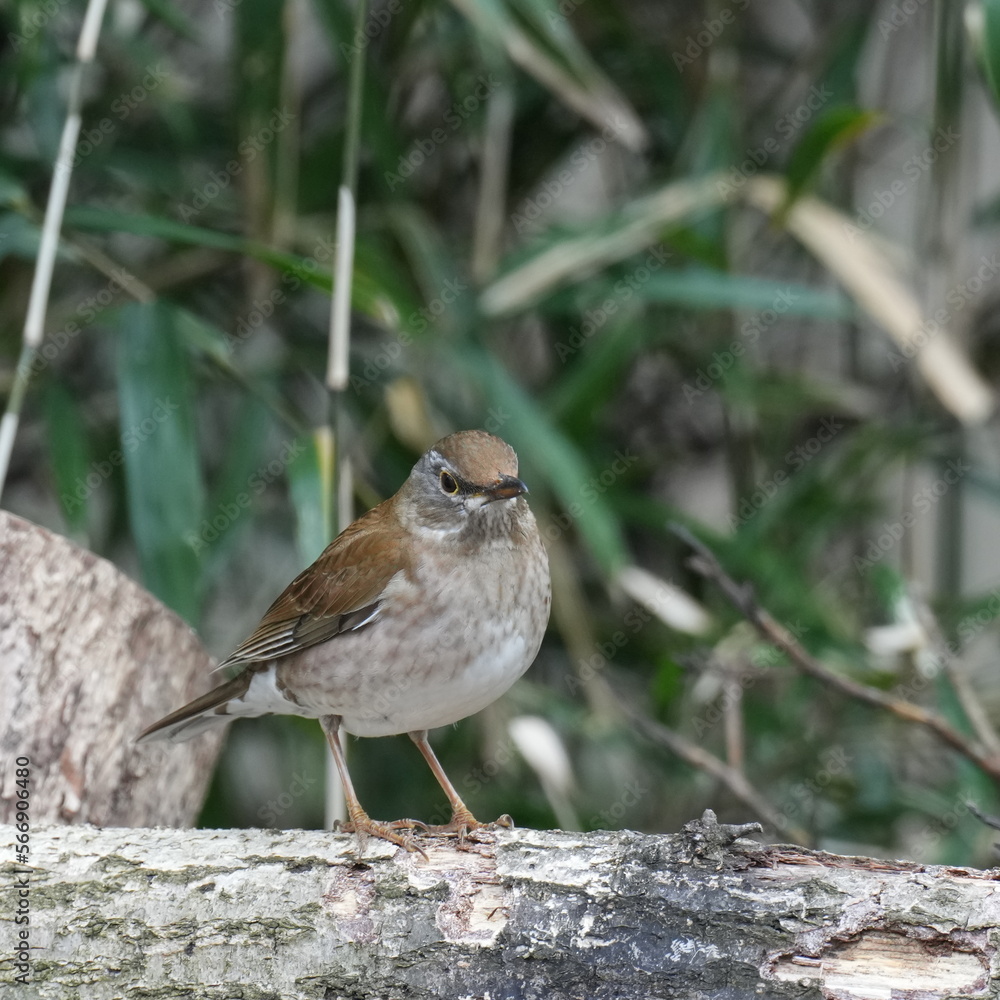 pale thrush in a forest pale thrush in a forest