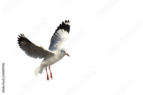 Beautiful seagull flying isolated on transparent background png file