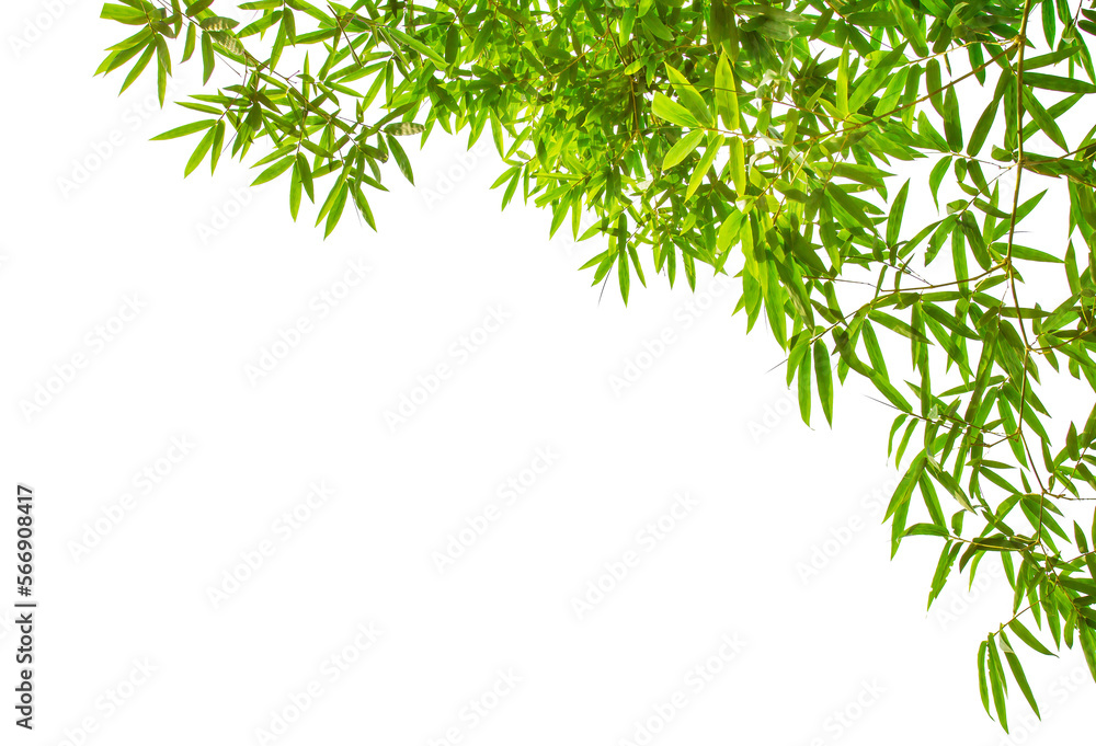 Bamboo leaves, Bamboo leaves isolated on a white background. Images used for graphic work. Bamboo leaves, Bamboo leaves isolated on a white background. Images used for graphic work.