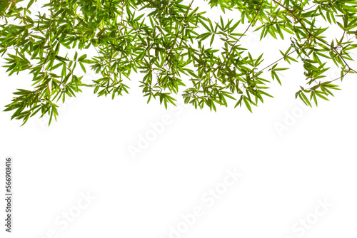 Bamboo leaves, Bamboo leaves isolated on a white background. Images used for graphic work.