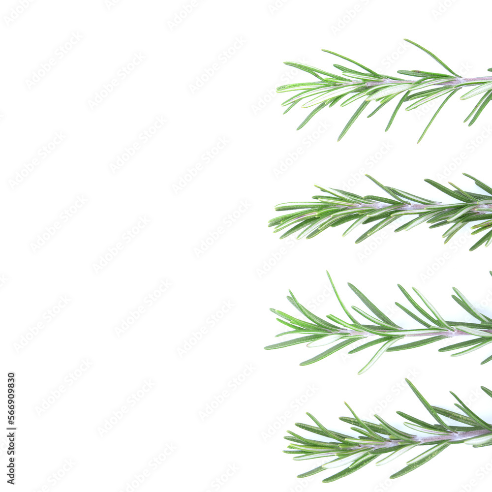 Rosemary isolated on white background. copy space. Aromatic evergreen shrub