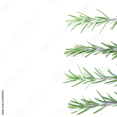 Rosemary isolated on white background. copy space. Aromatic evergreen shrub