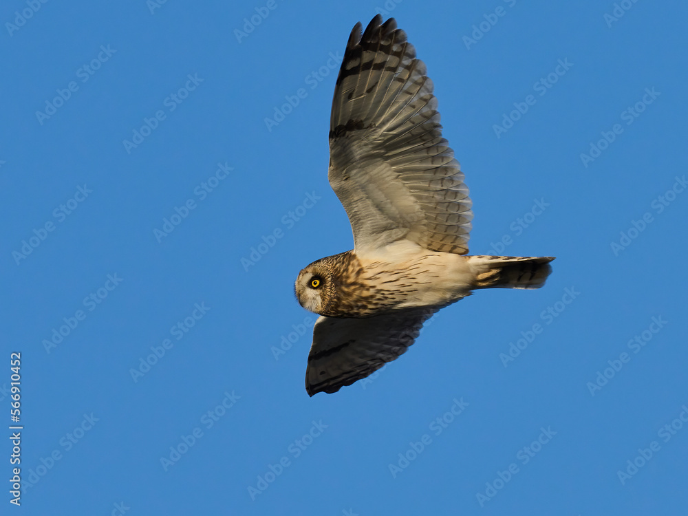 Fototapeta premium Short-eared owl (Asio flammeus)