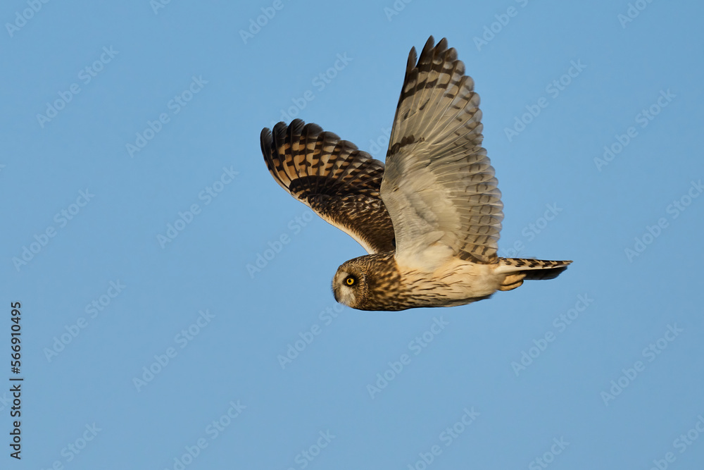 Fototapeta premium Short-eared owl (Asio flammeus)