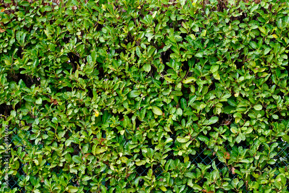 green leaves texture background hedge of shrubs ornamental plant in the garden eco wall organic natural wallpaper green leaves texture background hedge of shrubs ornamental plant in the garden eco wall organic natural wallpaper