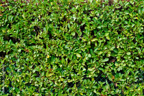 green leaves texture background hedge of shrubs ornamental plant in the garden eco wall organic natural wallpaper