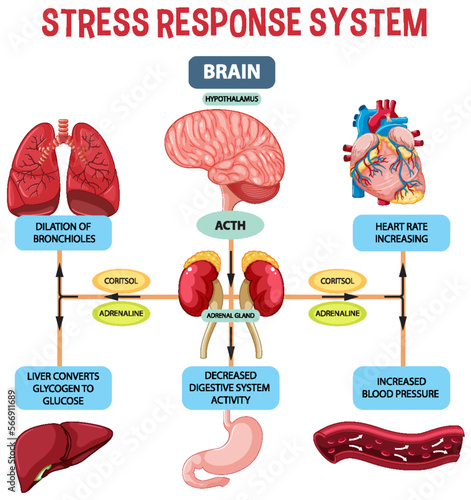 Stress response system scheme