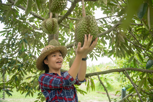 Happy teenager asian woman farmer holding durian in durian plantation, durians on the durian tree in a durian orchard, Durian production from farms in Thailand, Durian is a king of fruit in Thailand.