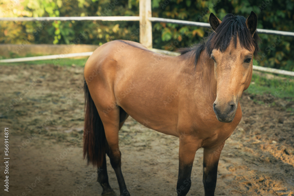 pony in paddock with a sunny morning scenic nature view at Taman Botani Negara Shah Alam Malaysia