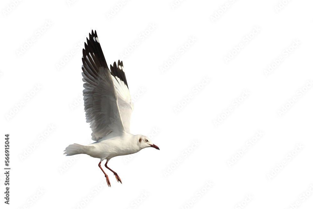 Obraz premium Beautiful seagull flying isolated on transparent background png file