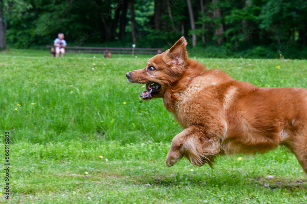 Dog foto Golden Retriver portrait 