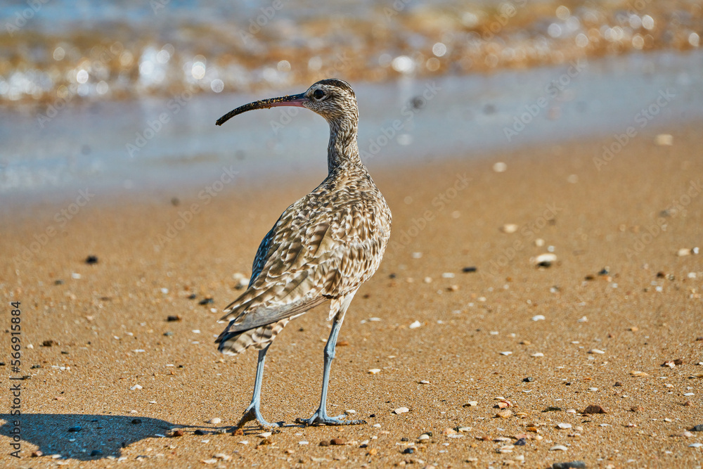 bird walking on the sand on the beach
