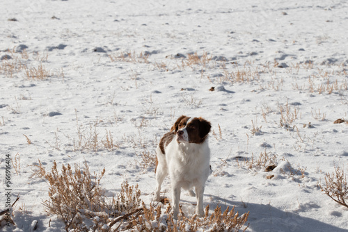 Trained Irish red and white setter working dog standing still in the snow looking into the distance on ranch or farm land in the country