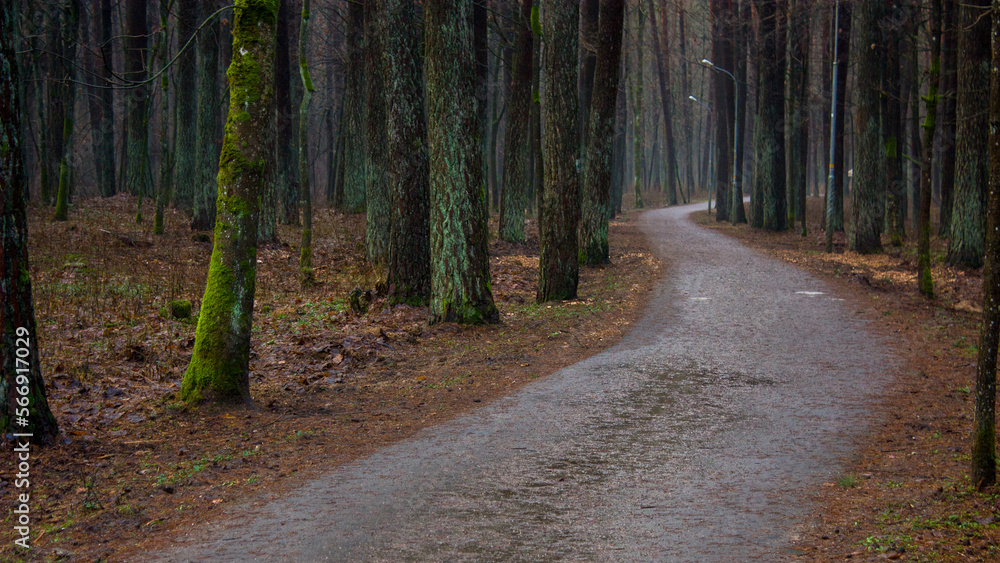 Fototapeta premium Spring forest landscape after the snow melts and a pedestrian winding road in the forest.
