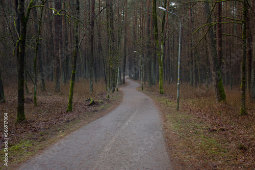 Spring forest landscape after the snow melts and a pedestrian winding road in the forest.