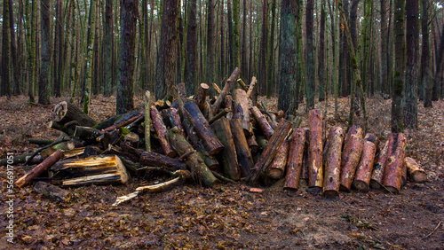 Spring forest landscape after melting snow and a pile of sawn firewood.