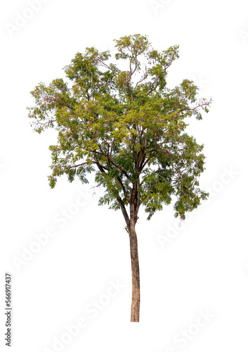 Isolated single tree greenery botanical © releon8211