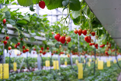 strawberry in smartfarm greenhouse production photo