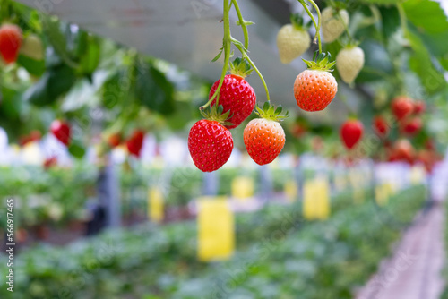 strawberries in the garden