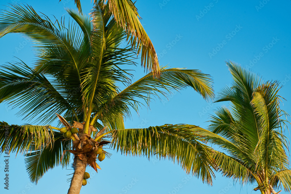 palms on the beach and a clear blue sky in the background