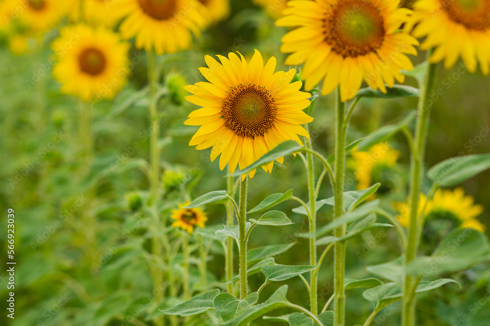 Big yellow sunflower flowers on the field Big yellow sunflower flowers on the field