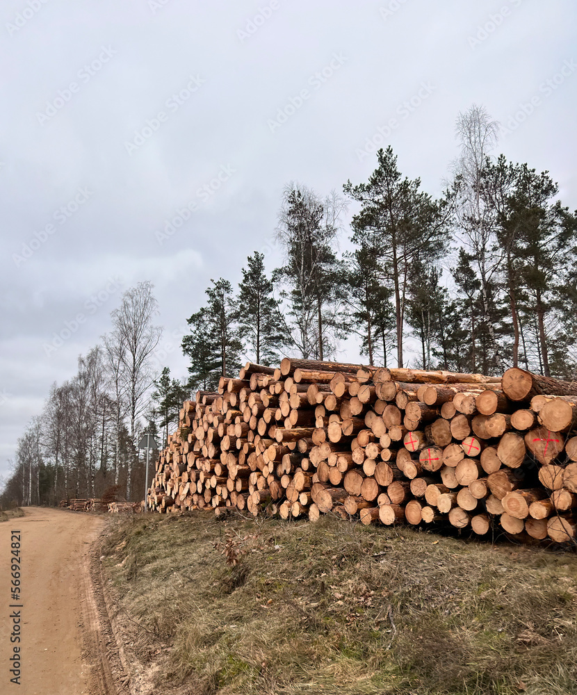 Stacked lumber wood by the road. Freshly cut pine logs. Concept of deforestation and ecology harm.