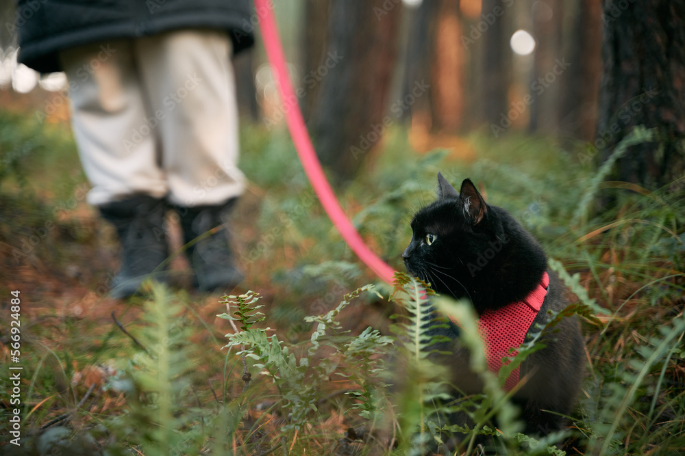 A black cat is walking with a red leash in the forest. Domestic cat during the outdoor walk. A black cat is walking with a red leash in the forest. Domestic cat during the outdoor walk.