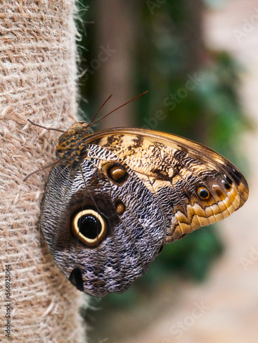 butterfly on a tree