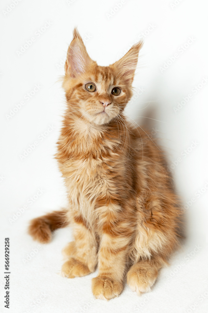 The Maine Coon kitten is red in color. White isolated background