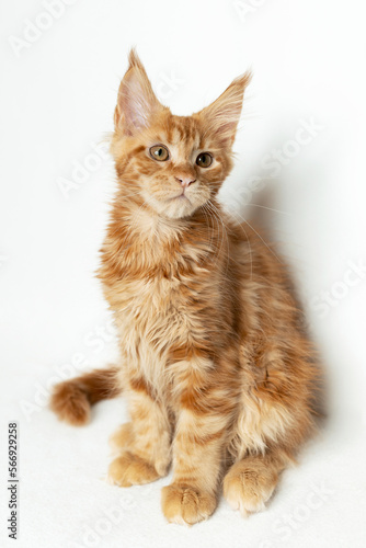 The Maine Coon kitten is red in color. White isolated background © makedonski2015