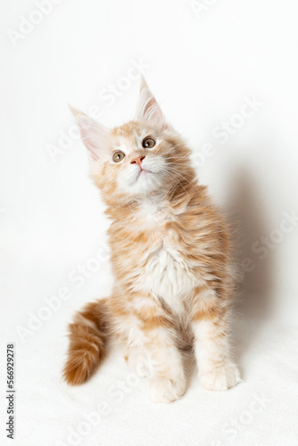 A light Maine Coon kitten on a white background. Purebred kitten of two months