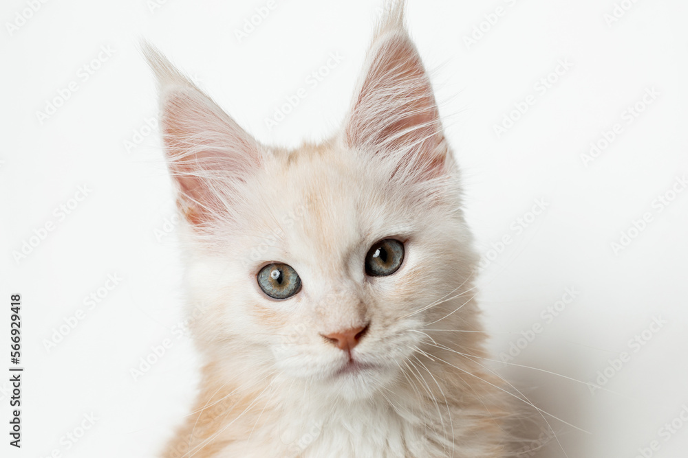 Close-up of the muzzle of a Maine Coon kitten looking into the camera on a white background Close-up of the muzzle of a Maine Coon kitten looking into the camera on a white background