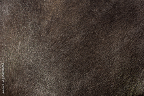 Horse hair texture