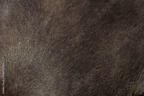 Foto Horse hair texture